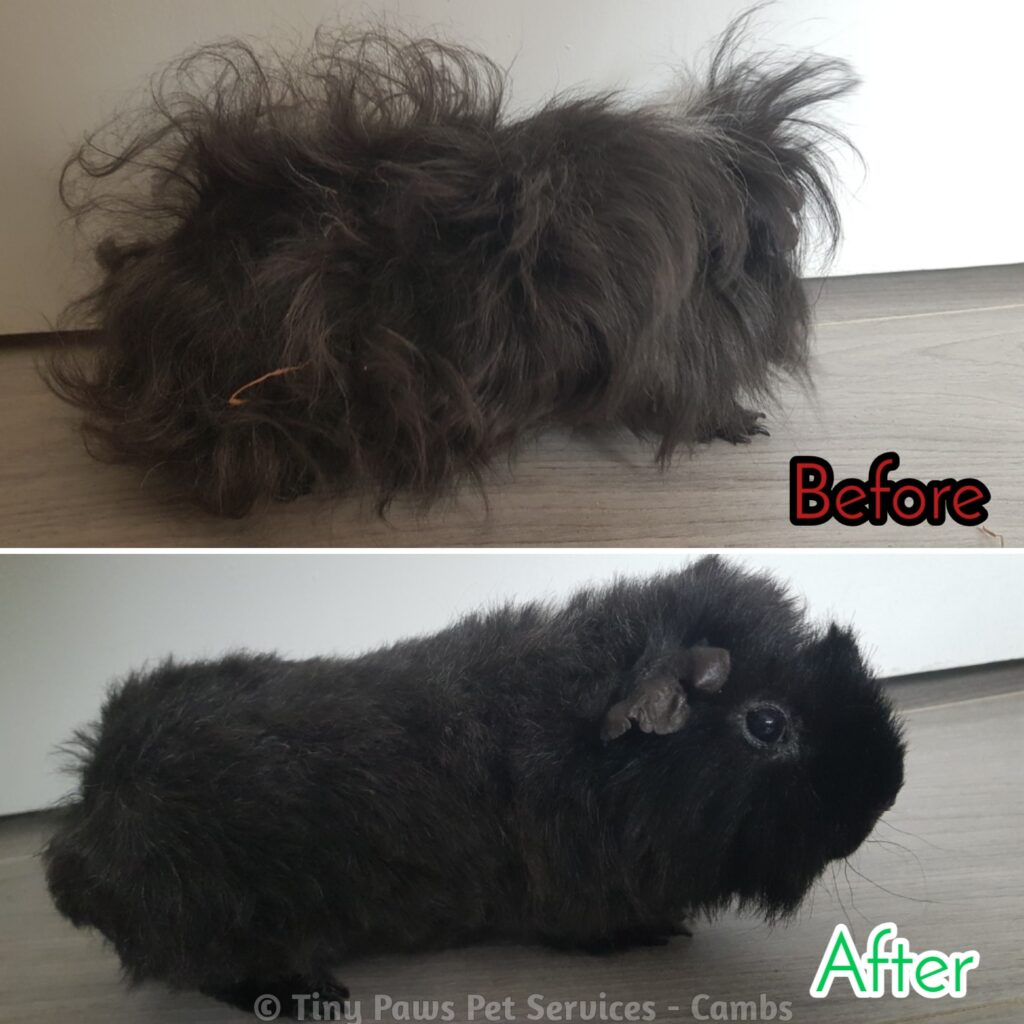 The Guinea Pig Groomer – Tiny Paws Guinea Pig Groomer